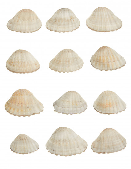 12 Coquillages de décoration en plastique 3 x 2,5 cm 12 Coquillages de décoration en plastique 3 x 2,5 cm