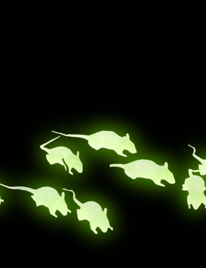 12 Rats noirs et phosphorescents 4 cm Halloween 12 Rats noirs et phosphorescents 4 cm Halloween